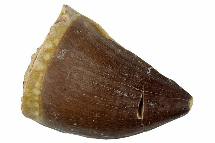 Large, Fossil Mosasaur (Prognathodon) Tooth - Morocco #262811